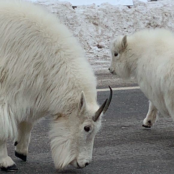 Meet your Posher, Shannon - Picture 16 of 17